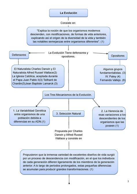 Mapa Conceptual De La Evolución Mapas Conceptuales