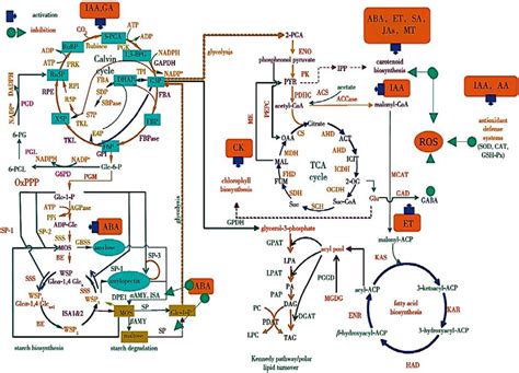 Mechanisms Of Phytohormone Regulation Of Microalgae Growth And