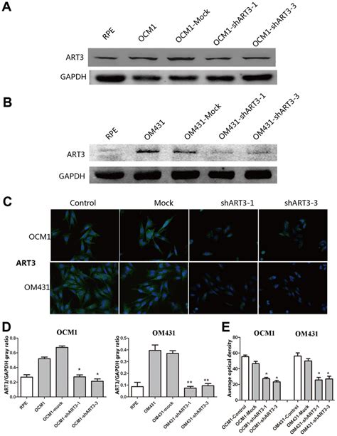 Detecting The Knockdown Of Art In Melanoma Cells By Western Blotting