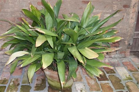 Australian Grow Guide Cast Iron Plant Aspidistra Ultimate Backyard