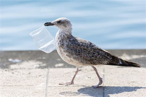 Vivere Senza Plastica Come Ridurre Il Consumo Quotidiano Di Plastica