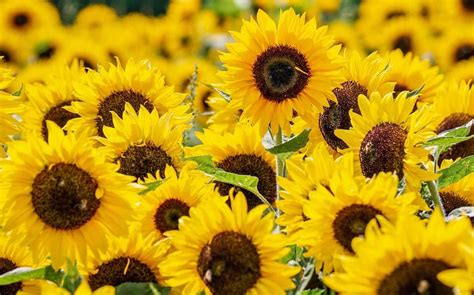 Flores amarillas Por qué se regalan el 21 de marzo y significado