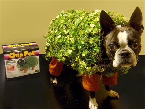 Chia Pet Pet Costume, Plus 9 More Adorable DIY Halloween Costumes for ...