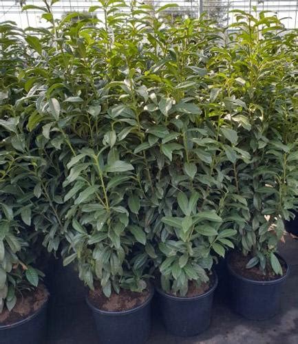 Prunus Laurocerasus Genolia Laurel Instant Hedging Screens