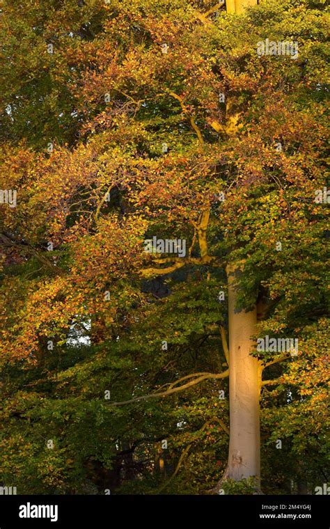 Haya común Fagus sylvatica Hojas de otoño Octubre dorado Colores