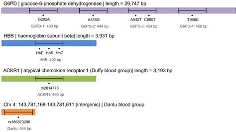 Amplicon Targets For A Atypical Chemokine Receptor 1 ACKR1 N 1