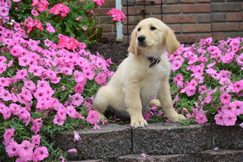 AKC Registered Golden Retriever Puppy Maggie Female – AC Puppies LLC