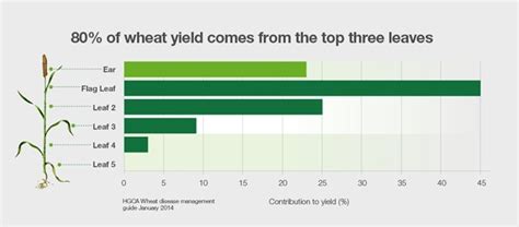 Protecting the potential of this year's wheat crop | Kansas Wheat ...