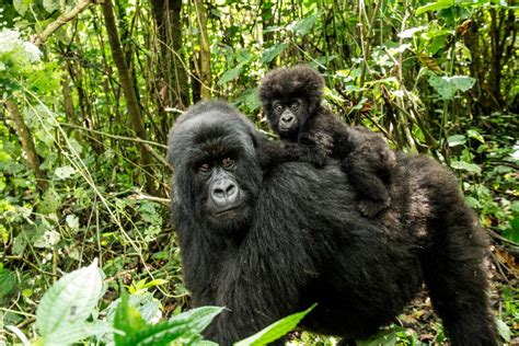 Where To See Mountain Gorillas In Africa Gorilla Destinations