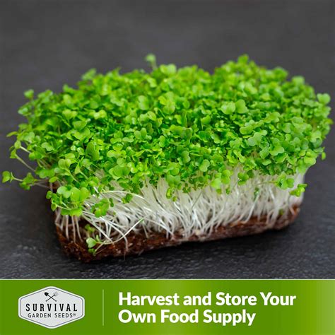 Mustard Green Microgreens Seeds Survivalgardenseeds