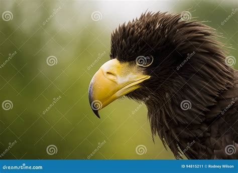 Stellar Eagle stock image. Image of animal, predator - 94815211