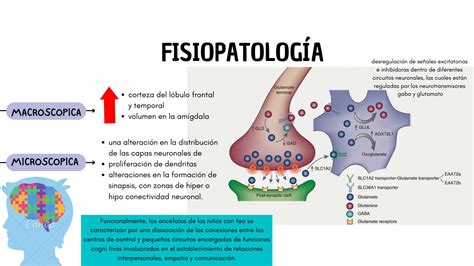 SOLUTION Enfermedades Neurol Gicas En Ni Os Y Adolescentes Autismo