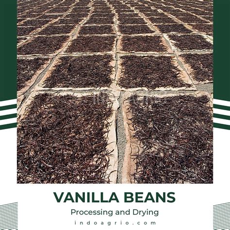 Vanilla Beans Grade B Extraction Inaexport