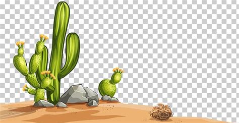 Desert Cactaceae Illustration PNG Clipart Cactus Desert Flower