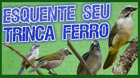 FAÇA O TESTE E VEJA SEU TRINCA FERRO CANTAR Esquente Seu Trinca