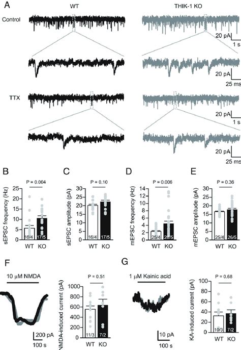 Thik 1 Ko Increases Excitatory Synaptic Transmission A Download