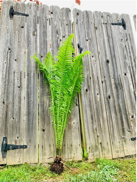 How To Grow A Big And Tall Ostrich Fern •