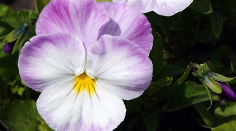 31 Cold-Hardy Viola Varieties For Your Garden