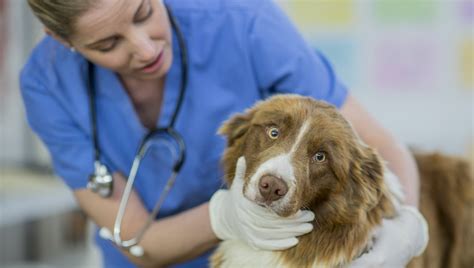 Fibrosarcoma In Dogs: Symptoms, Causes, & Treatments - DogTime