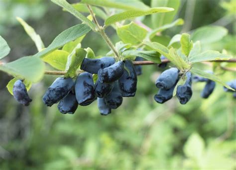 How To Grow Haskap Berries Honeyberries