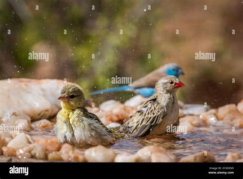 Blue Breasted Cordonbleu Village Weaver And Red Billed Quelea Bathing