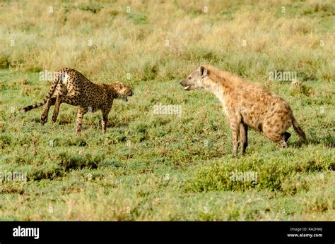 Cheetah (Acinonyx jubatus) and Spotted hyena (Crocuta crocuta) fight in Tanzania, Africa Stock ...