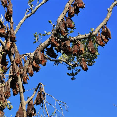 Large Group of Fruit Bats Hanging in a Tree Stock Photo - Image of halloween, bats: 71178346