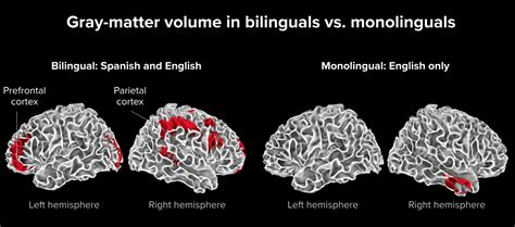 Understanding Brain And Learning Conncetions Psychology Paper Example