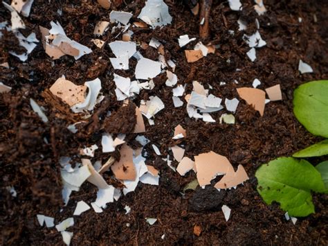 How To Use Eggshells In The Garden And In Compost Gardening Know How