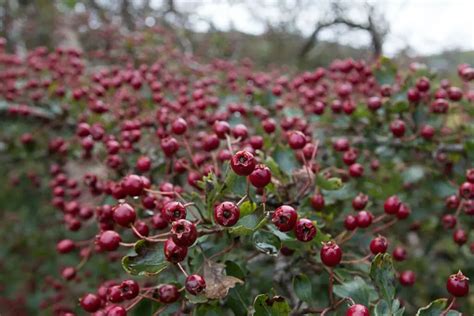 How to Grow Hawthorn From Seed - A Recipe to Success