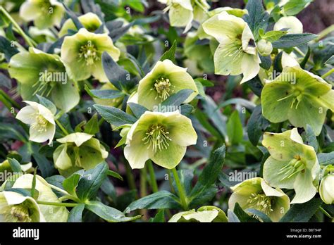Helleborus X Hybridus