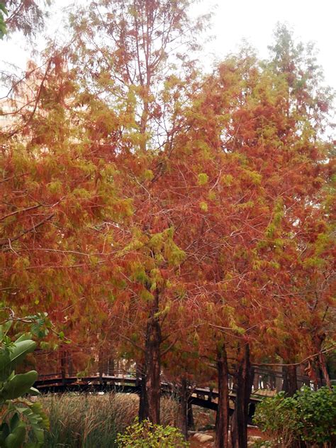 [高雄 鼓山] 凹子底落羽松 秋冬限定景點 紅黃綠三色漸層 絕美日式景觀橋 凹子底森林公園生態濕地 阿捷的打飯班