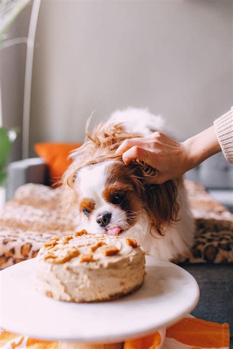 Puppy Cake Pumpkin Cake Mix And Frosting Wheat Free For 41 Off