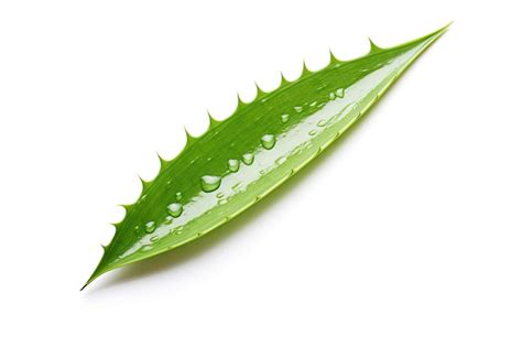 Premium Ai Image Isolated Fresh Aloe Vera Plant Health Concept