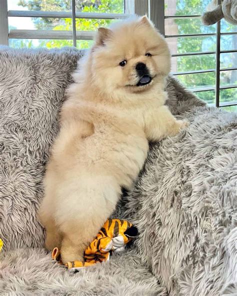 Mini Chow Chow — The Miniature Teddy Bear Dog