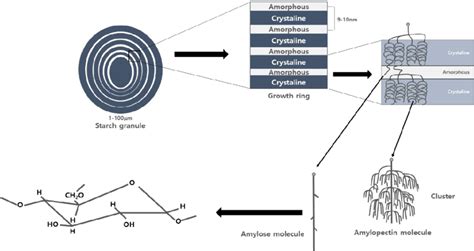 Schematic diagram of the various structural levels of starch granules... | Download Scientific ...