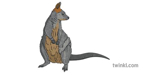 Swamp Wallaby Illustration Twinkl