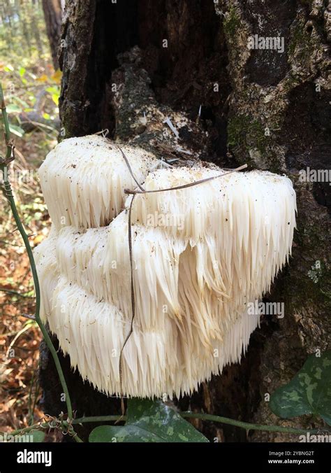 Lion's Mane Mushroom Hericium Erinaceus - lion's-mane mushroom (Hericium erinaceus) Fungi Stock Photo - Alamy