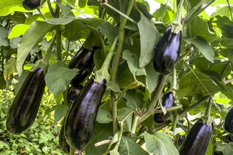 ¿la Berenjena Es Fruta O Verdura Me Lo Dijo Lola