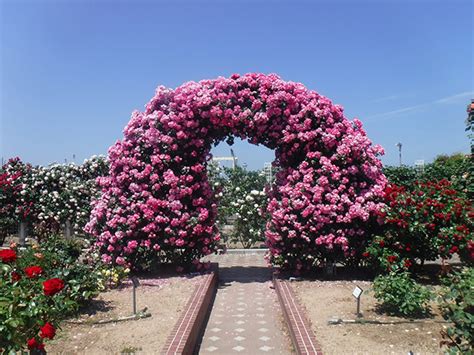 よしうみバラ公園 イベント一覧 イマナニ 愛媛のイベント情報