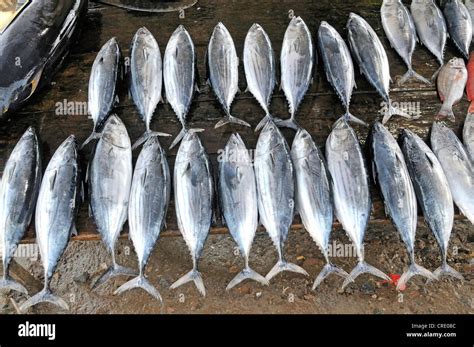 Tuna Fish Fish Market In Galle Sri Lanka Ceylon Asia Stock Photo