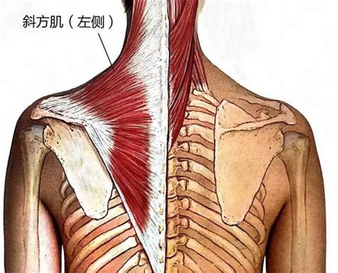 颈肩痛还溜肩？试试斜方肌的自我牵伸训练~凤凰网