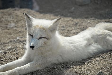 4000 Free Fennec Foxes And Fox Images Pixabay