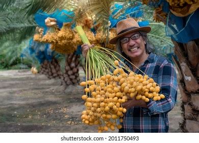 1,545 Farmer Harvesting Ripe Dates Images, Stock Photos & Vectors ...