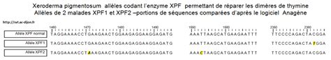 Les Mutations De Ladn Et La Variabilit G N Tique Re Sp Svt