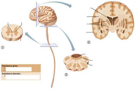 Syst Me Nerveux Distribution De La Substance Grise Et Blanche