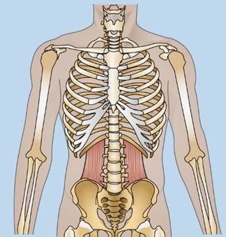 Sectional Anatomy Test Flashcards Quizlet