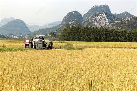 秋天稻田豐收收割機忙碌 秋收 水稻 稻田背景圖片和桌布免費下載