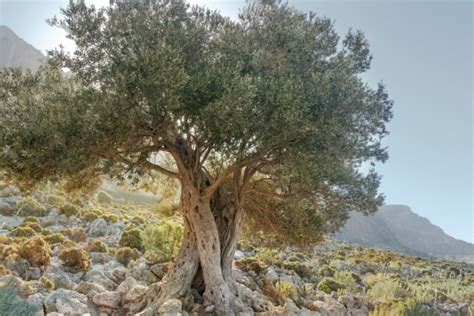 Ancient Greek Olive Tree