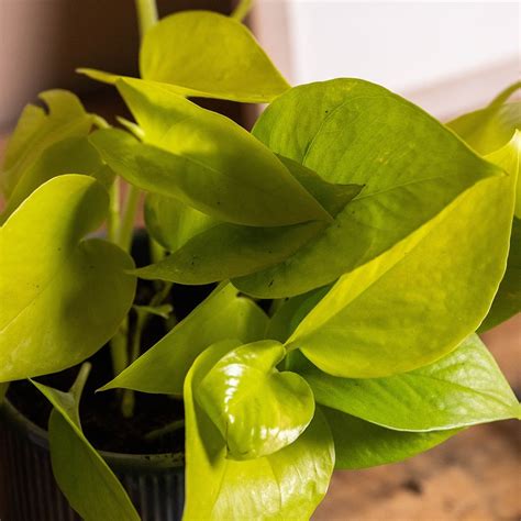 Buy Devil S Ivy Golden Pothos Syn Scindapsus Epipremnum Pinnatum